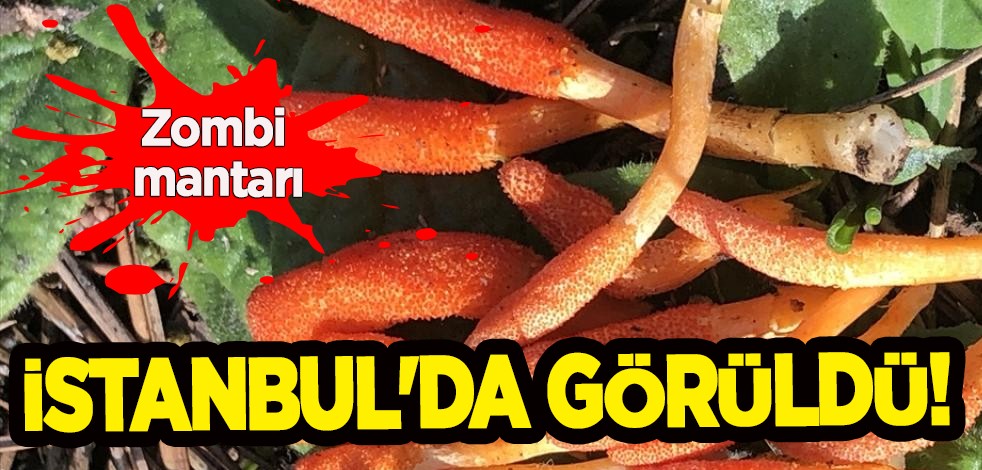 Çin binlerce yıldır 'zombi mantarı' ile üretti! Dizilere konu olmuştu: Türkiye onu İstanbul'da gördü! Yeniden konuşuluyor