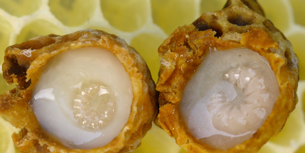 Çin'de ömrü uzatmak için kullanılıyor! Tüketenlere kanser uğramıyor: yüz yıl önce kullanıyorlardı! Bunu yapın