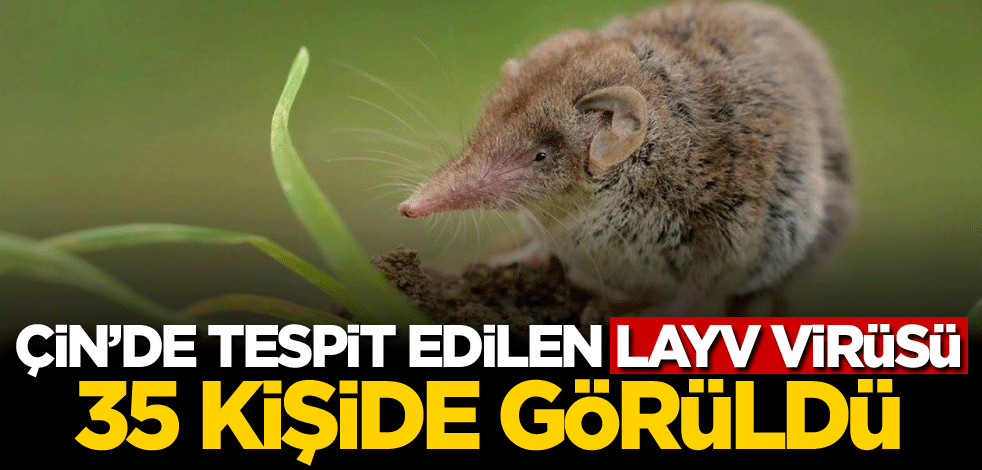 Çin'de tespit edilen LayV virüsü 35 kişide görüldü