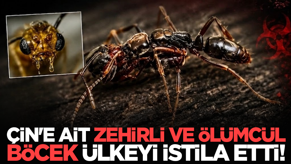 Çin'e ait zehirli ve ölümcül böcek ülkeyi istila etti!