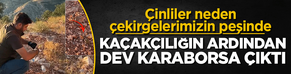 Çinliler neden çekirgelerimizin peşinde! Kaçakçılığın ardından dev karaborsa çıktı