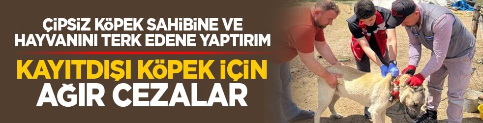 Çipsiz köpek sahibine ve hayvanını terk edene yaptırım: Kayıtdışı köpek için ağır cezalar