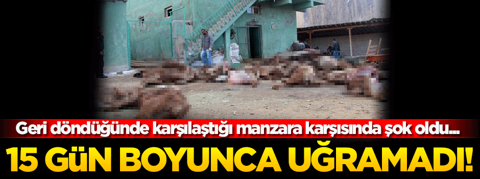 Çobanın aç susuz bıraktığı 20 büyükbaş hayvan telef oldu