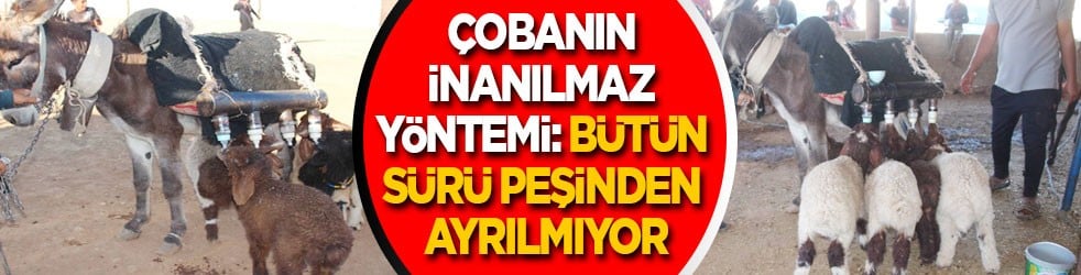Çobanın inanılmaz yöntemi: Bütün sürü peşinden ayrılmıyor