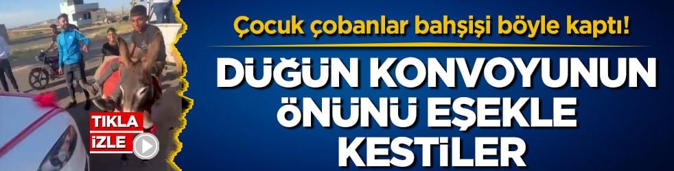 Çocuk çobanlar bahşişi böyle kaptı! Düğün konvoyunun önünü eşekle kestiler