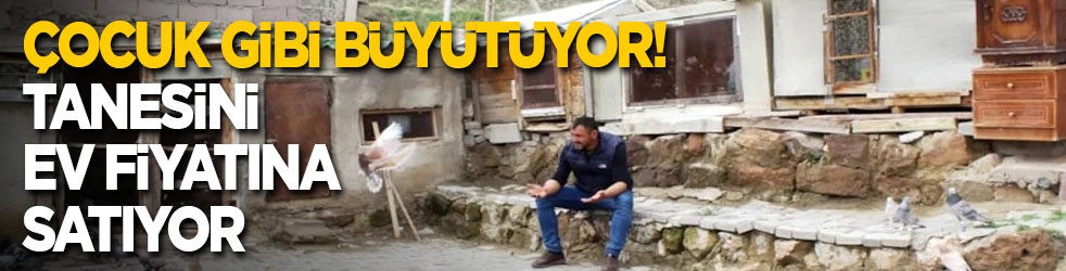 Çocuk gibi büyütüyor! Tek bir tanesini ev fiyatına satıyor