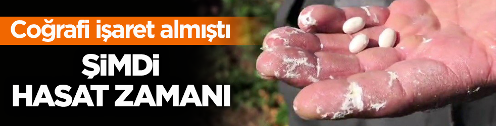 Coğrafi işaret almıştı! İspir fasulyesinde hasat zamanı