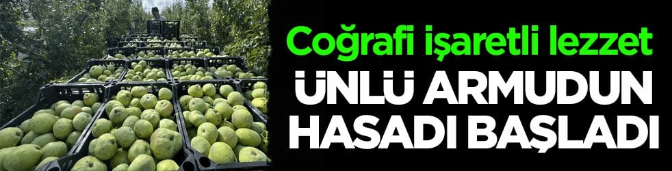 Coğrafi işaretli lezzet! Korkuteli karyağdı armudunun hasadı başladı 