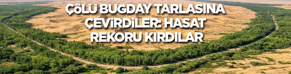 Çölü buğday tarlasına çevirdiler: Hasat rekoru kırdılar