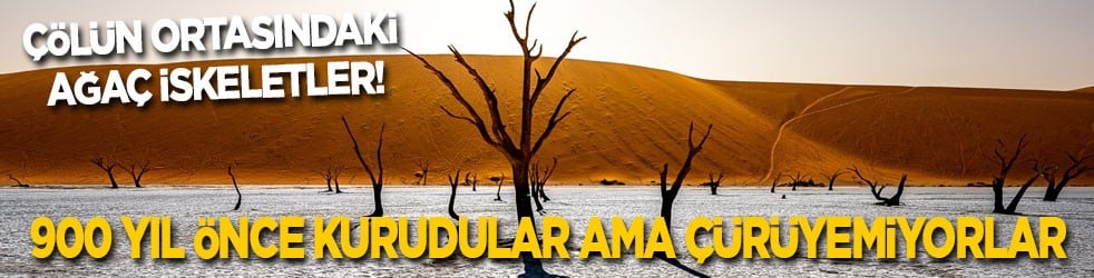 Çölün ortasındaki ağaç iskeletler! 900 yıl önce kurudular ama çürüyemiyorlar