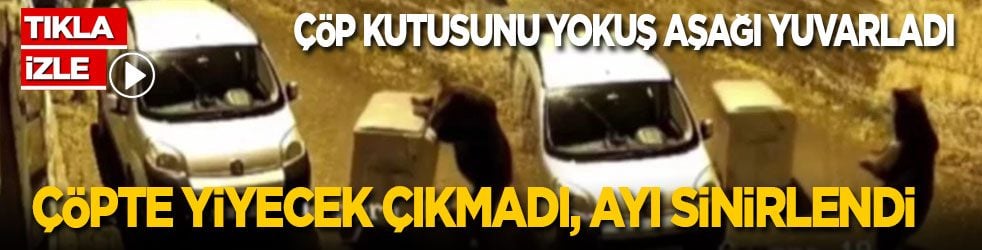 Çöpte yiyecek çıkmaması ayıyı kızdırdı! Çöp kutusunu yokuş aşağı fırlattı