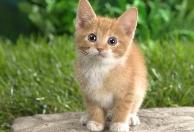 Corona virüs kedilerden insanlara bulaşır mı?