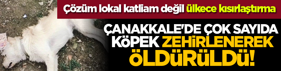 Çözüm lokal katliam değil ülke çapında kısırlaştırma... Çanakkale'de çok sayıda köpek zehirlenerek öldürüldü!