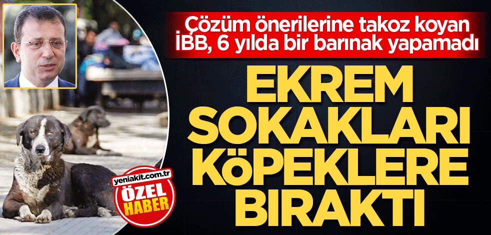 Çözüm önerilerine takoz koyan İBB, 6 yılda bir barınak yapamadı! Ekrem, sokakları köpeklere bıraktı