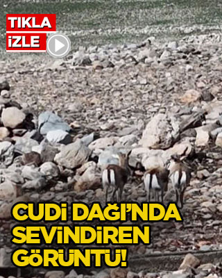 Cudi Dağı’nda sevindiren görüntü!