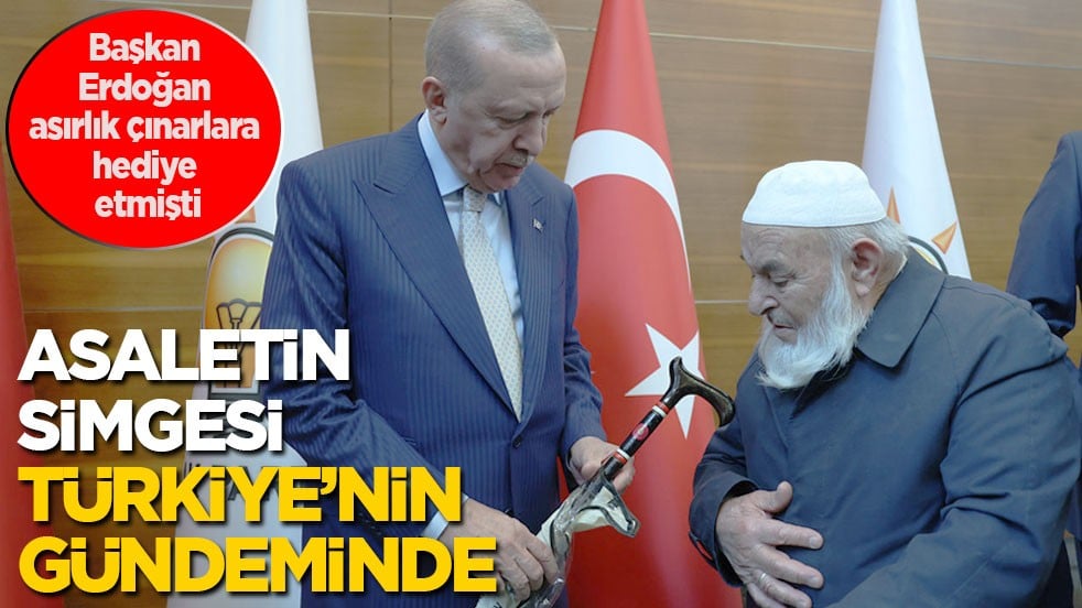 Cumhurbaşkanı Erdoğan asırlık çınarlara hediye etmişti: Asaletin simgesi yeniden Türkiye’nin gündeminde 