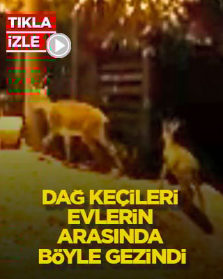 Dağ keçileri evlerin arasında böyle gezindi