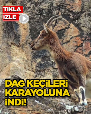 Dağ keçileri karayoluna indi!