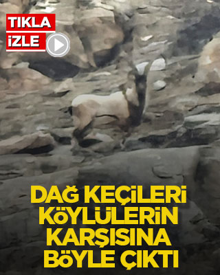 Dağ keçileri köylülerin karşısına böyle çıktı