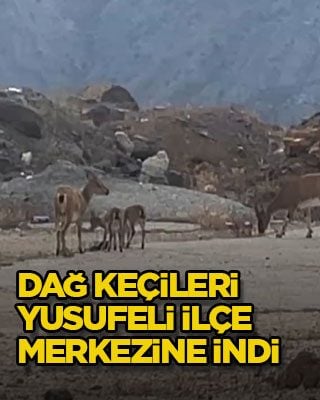 Dağ keçileri Yusufeli ilçe merkezine indi