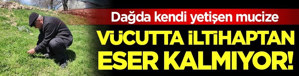 Dağda kendiliğinden yetişen mucize! İltihaptan eser kalmıyor!