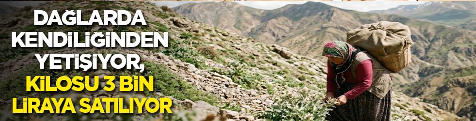 Dağda kendiliğinden yetişiyor, kilosu 3 bin liraya satılıyor!
