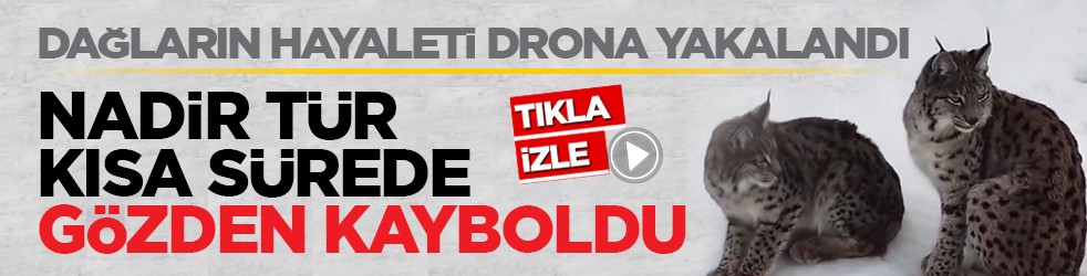 Dağların hayaleti drona yakalandı: Nadir tür kısa sürede gözden kayboldu
