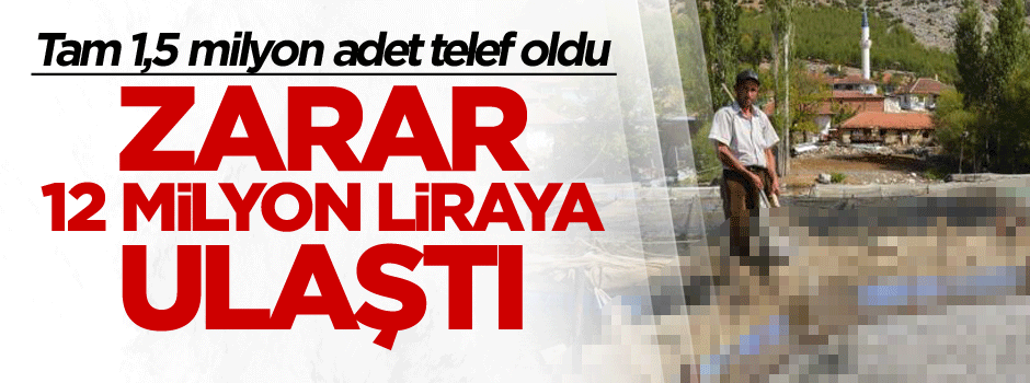 Daha önce 3 kez yaşandı bu sefer 1,5 milyon adet telef oldu