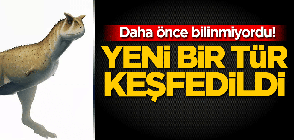 Daha önce bilinmiyordu! Yeni bir tür keşfedildi