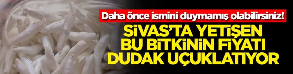 Daha önce ismini duymamış olabilirsiniz! Sivas'ta yetişen bu bitkinin fiyatı dudak uçuklatıyor