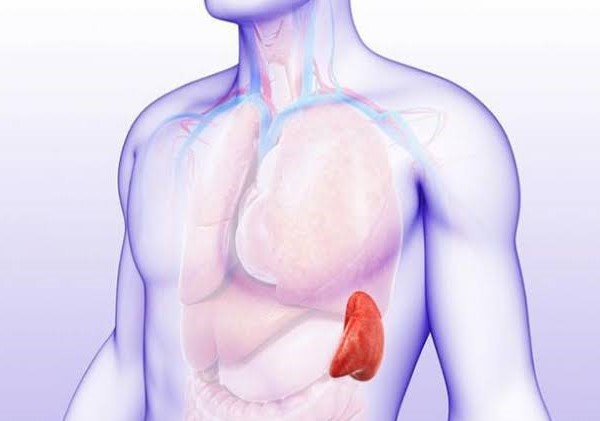 Dalak büyümesi nedir? Dalak büyümesi tedavisi