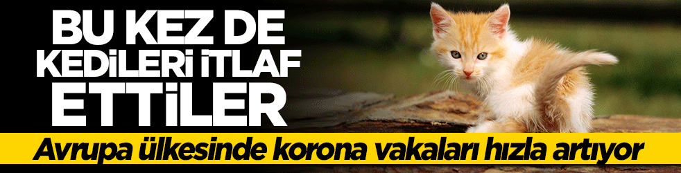 Danimarka şimdi de kedileri itlaf etti