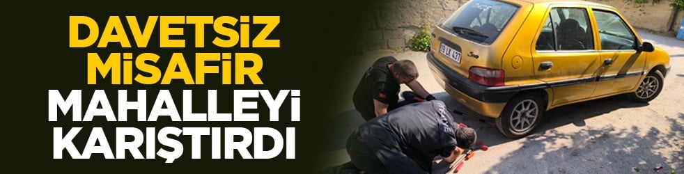 Davetsiz misafir mahalleyi karıştırdı