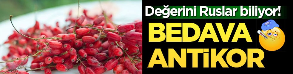 Değerini Ruslar biliyor! Doğanın hediyesi: 7 saatte toplanan bu meyve bedava antikor üretiyor!