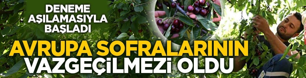 Deneme aşılamasıyla başladı: Avrupa sofralarının vazgeçilmezi oldu
