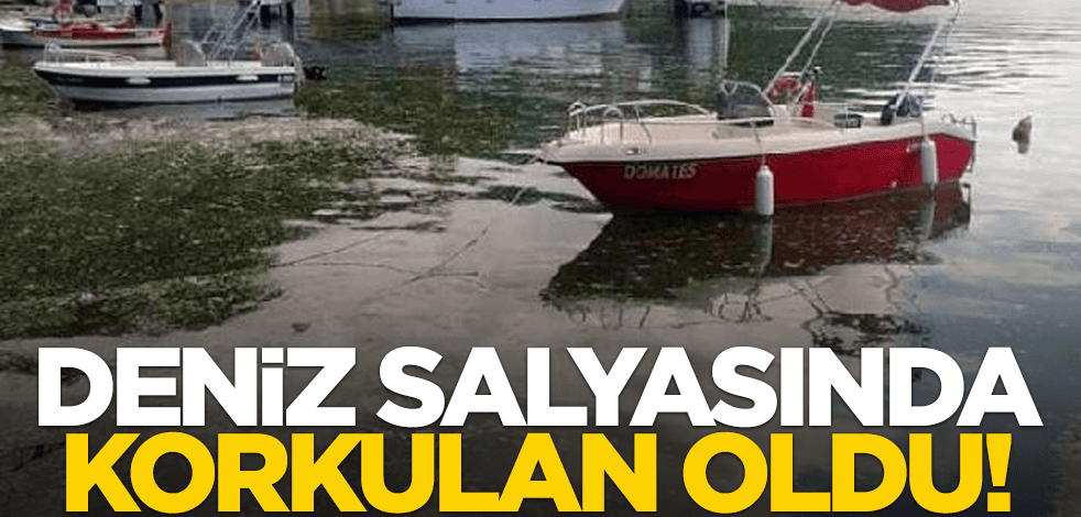 Deniz salyasında korkulan oldu!