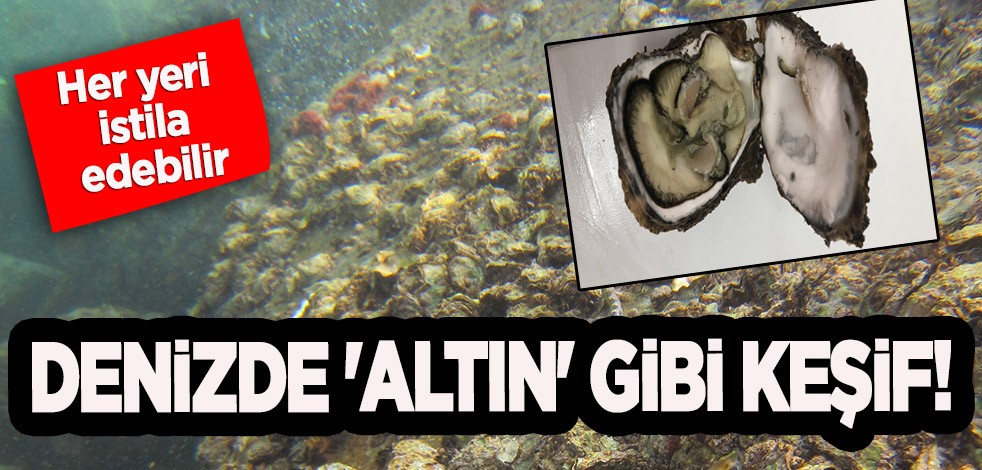 Denizde 'altın' gibi keşif! Büyük olay emareleri görüldü: 10 yıl içerisinde her yeri istila edebilir ve oldukça pahalı