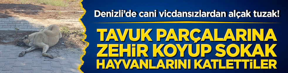 Denizli’de cani vicdansızlardan alçak tuzak! Tavuk parçalarına zehir koyup sokak hayvanlarını katlettiler!