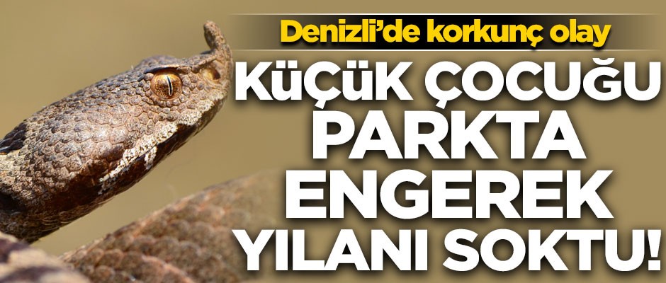 Denizli'de korkunç olay! Küçük çocuğu parkta Engerek yılanı soktu