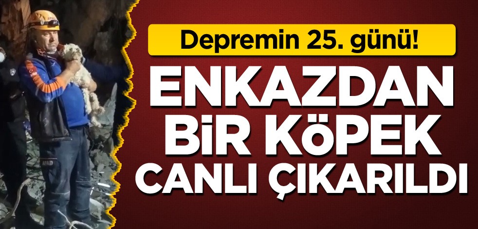 Depremin 25. günü! Enkazdan bir köpek canlı çıkarıldı