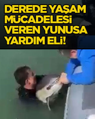 Derede yaşam mücadelesi veren yunusa yardım eli!