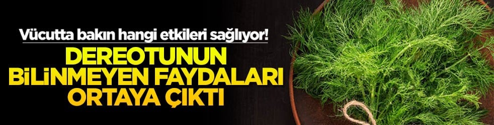 Dereotunun bilinmeyen faydaları ortaya &ccedil;ıktı! V&uuml;cutta bakın hangi etkileri sağlıyor
