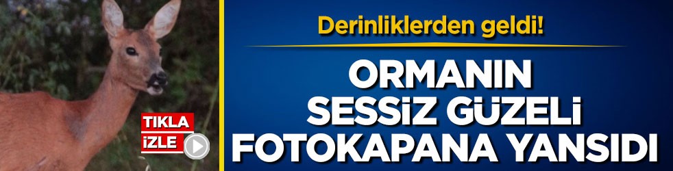Derinliklerden geldi! Ormanın sessiz güzeli fotokapana yansıdı