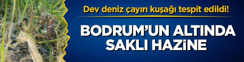 Dev deniz çayırı kuşağı tespit edildi! Bodrum’un altında saklı hazine
