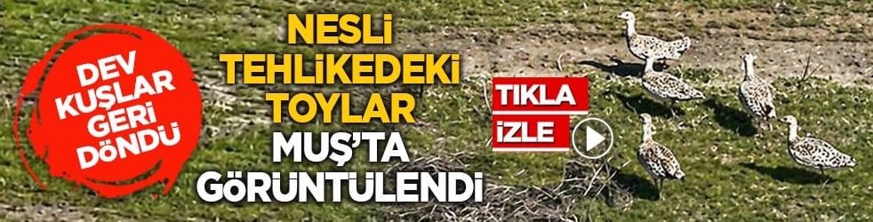 Dev kuşlar geri döndü: Nesli tehlikedeki Toylar Muş’ta görüntülendi