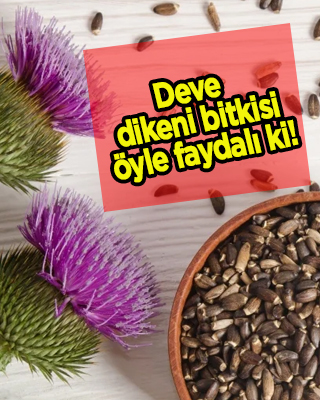 Deve dikeni bitkisi (Detaylı anlatım): Yemek neye iyi gelir?
