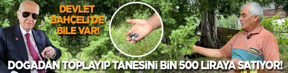 Devlet Bahçeli de bile var! Doğadan toplayıp tanesini bin 500 liraya satıyor...