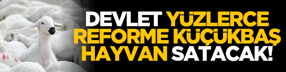 Devlet, yüzlerce reforme küçükbaş hayvan satacak!