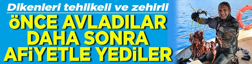 Dikenleri tehlikeli ve zehirli Önce avladılar daha sonra afiyetle yediler