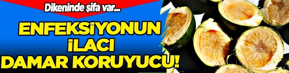 Dikenli incir, tatlı lezzeti sofralarımızda önemli bir yer edinmeye devam ediyor: Onlar enfeksiyonun ilacı...